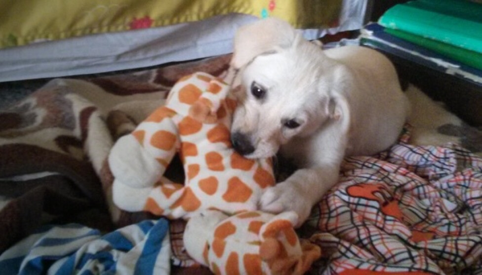 Dolly's fighting with a fluffy giraffe.